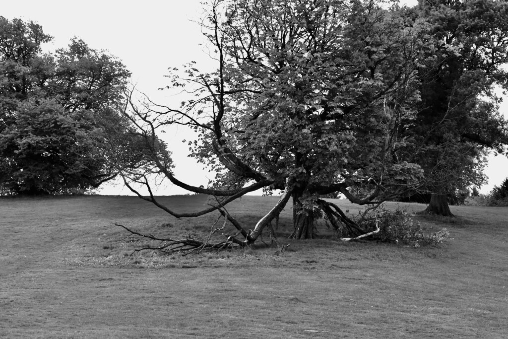 Storm damaged tree