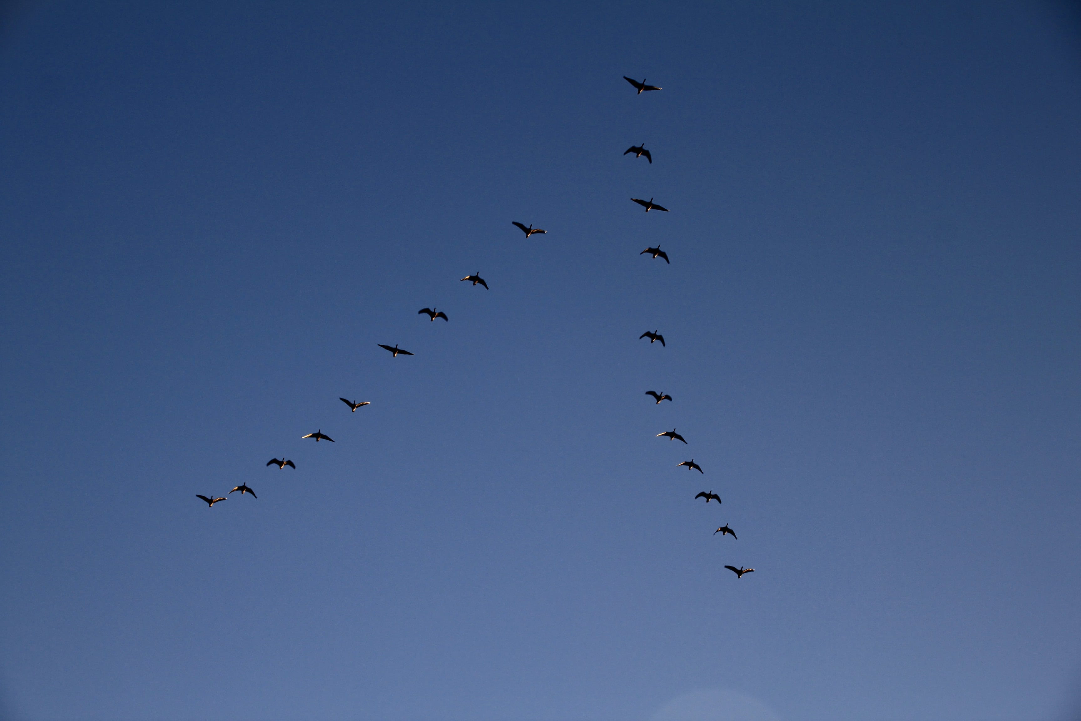 In Formation, Flying High, Flying Home.