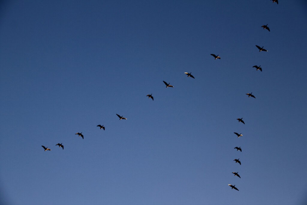 Migrating geese