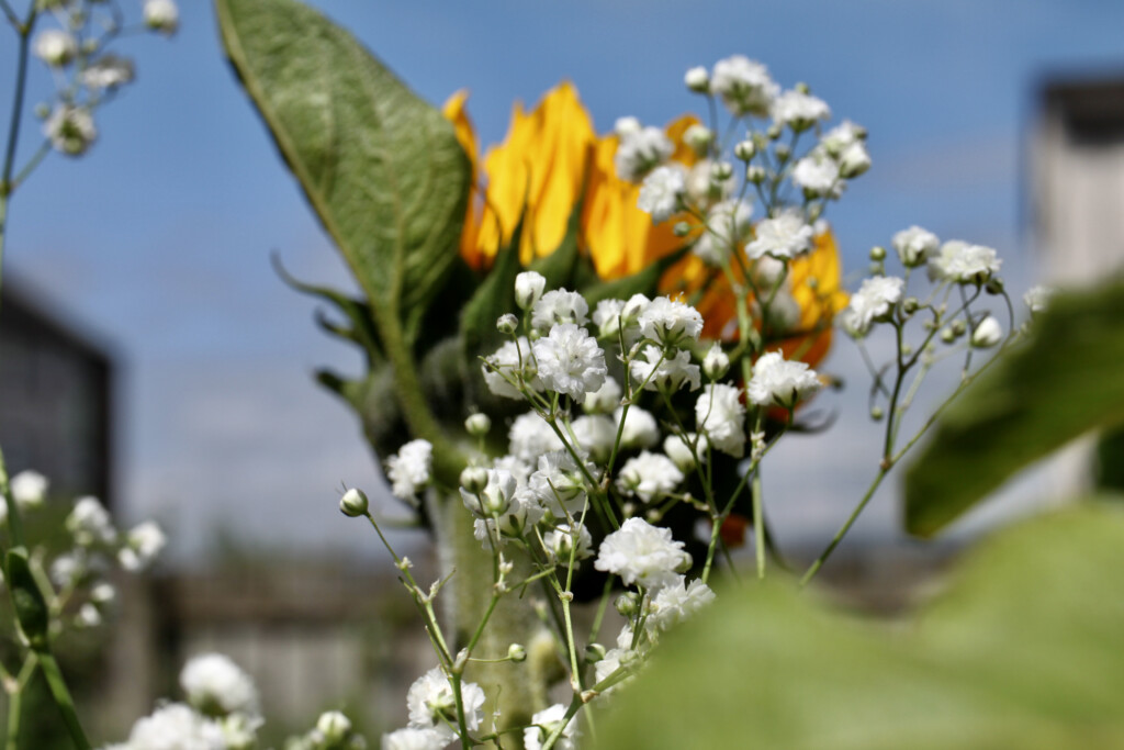 Baby's breath