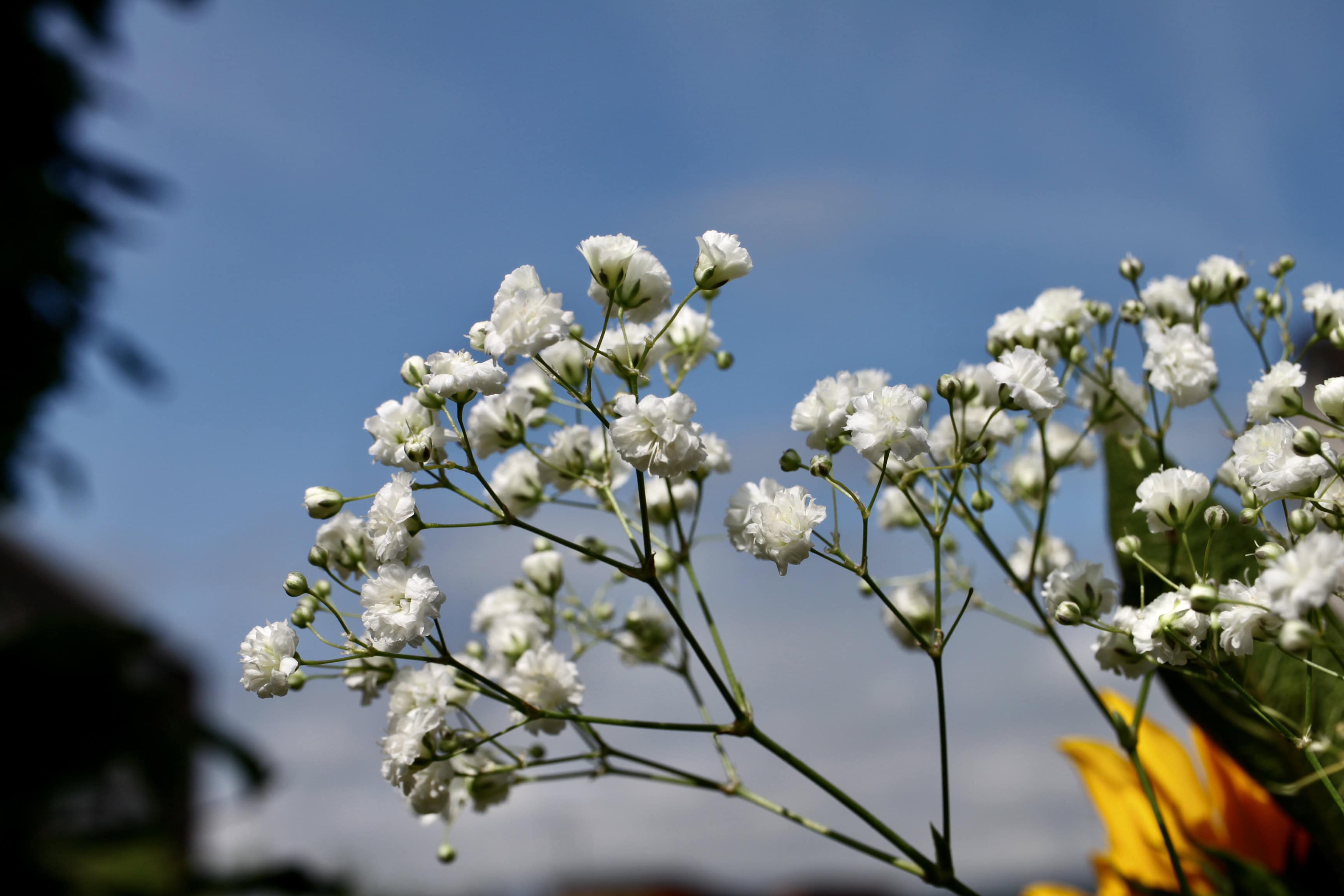 Baby’s Breath — FOTD Nov 04