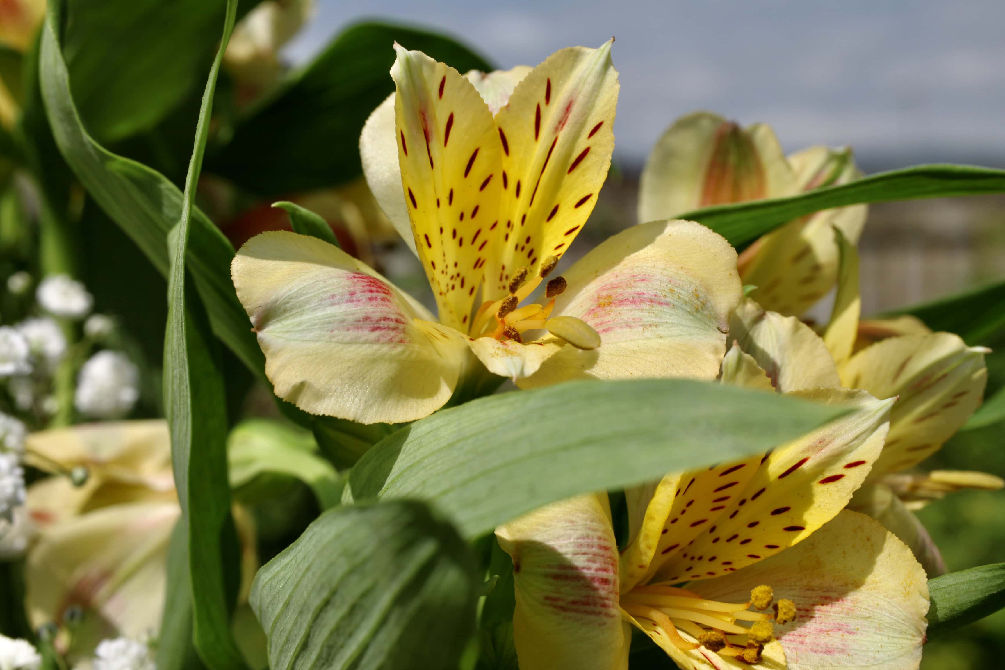 Alstroemeria — FOTD Nov 02