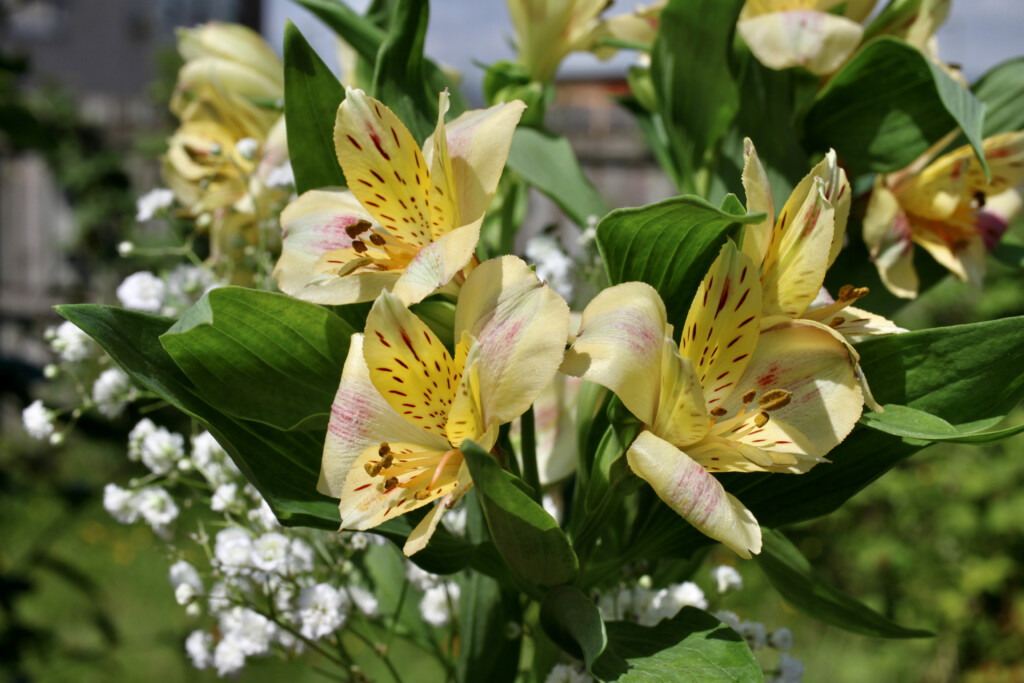 Alstroemeria