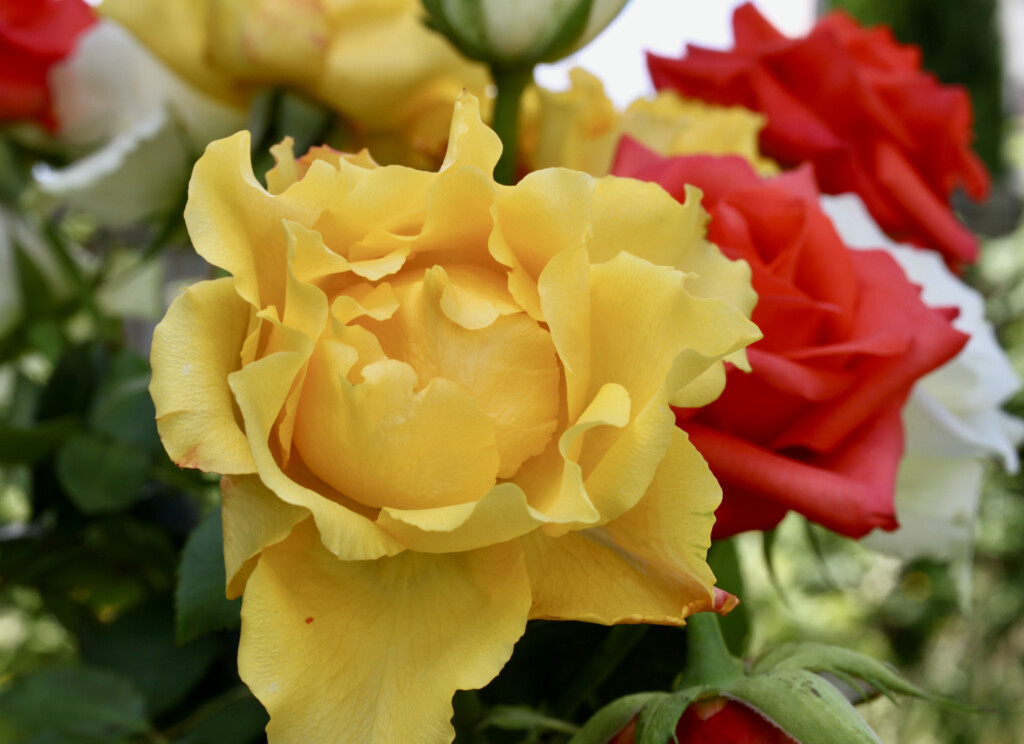 Yellow rose