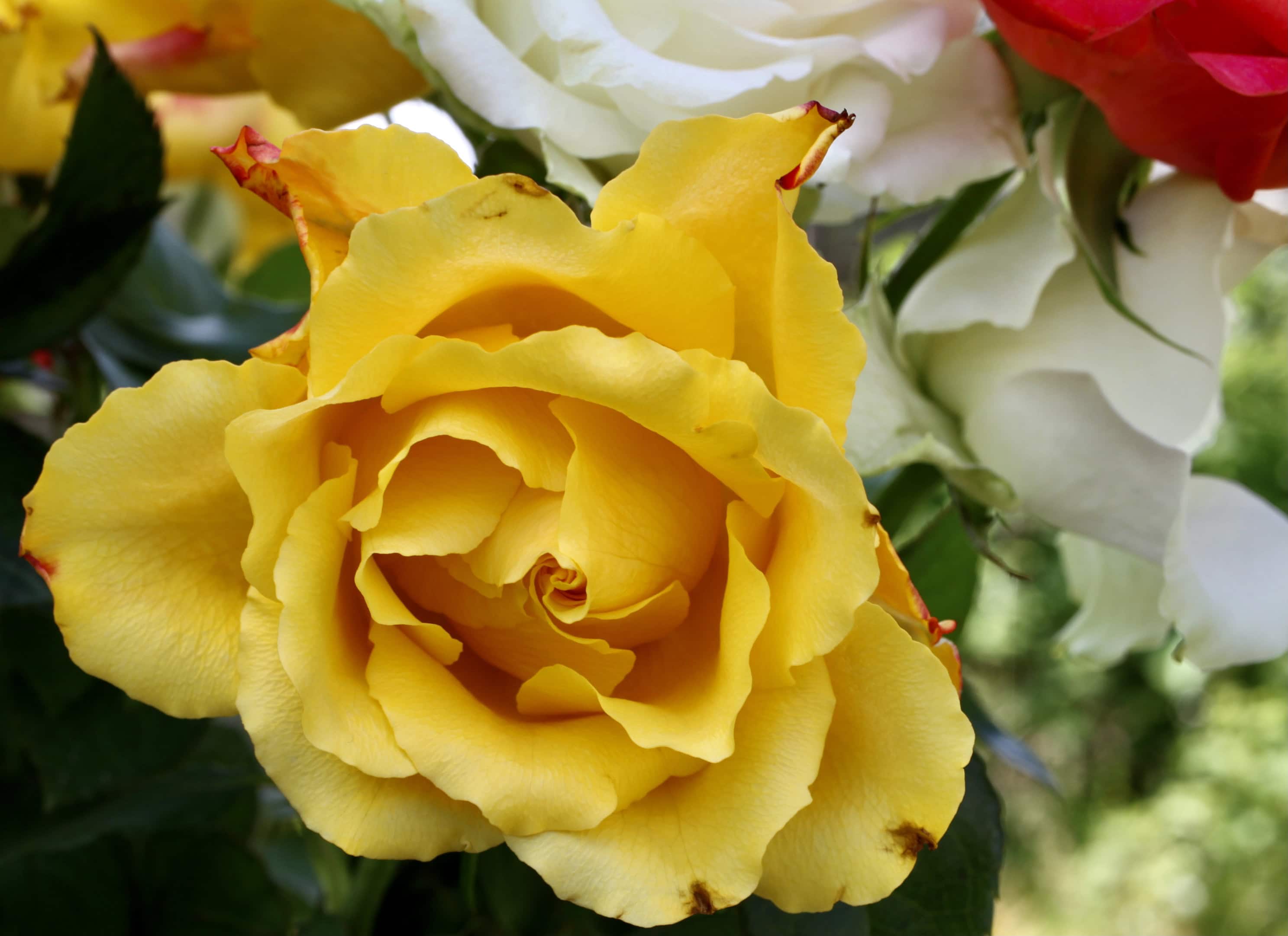 Yellow Rose — FOTD Nov 01