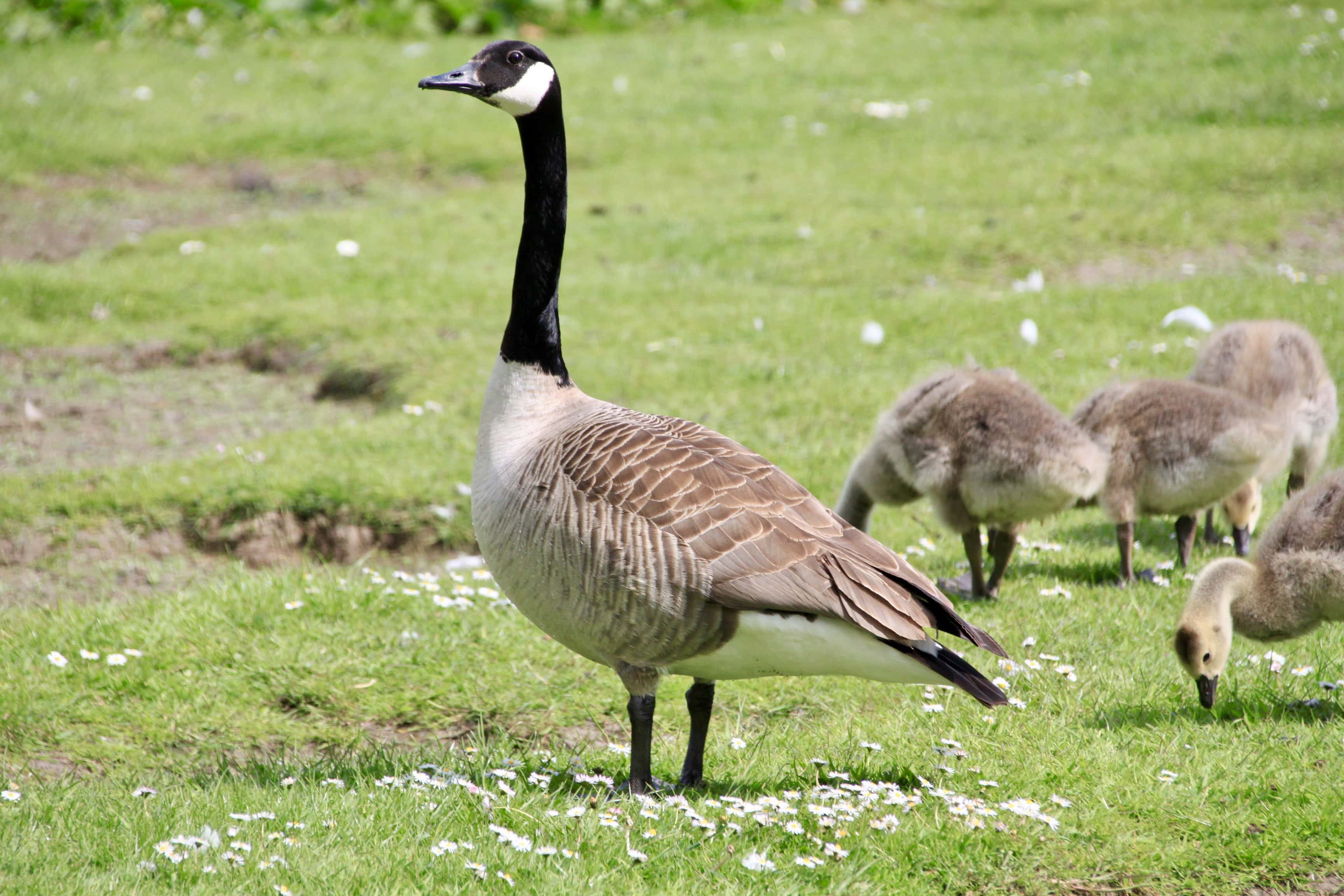 Canada Goose — Monday Portrait Nov 01