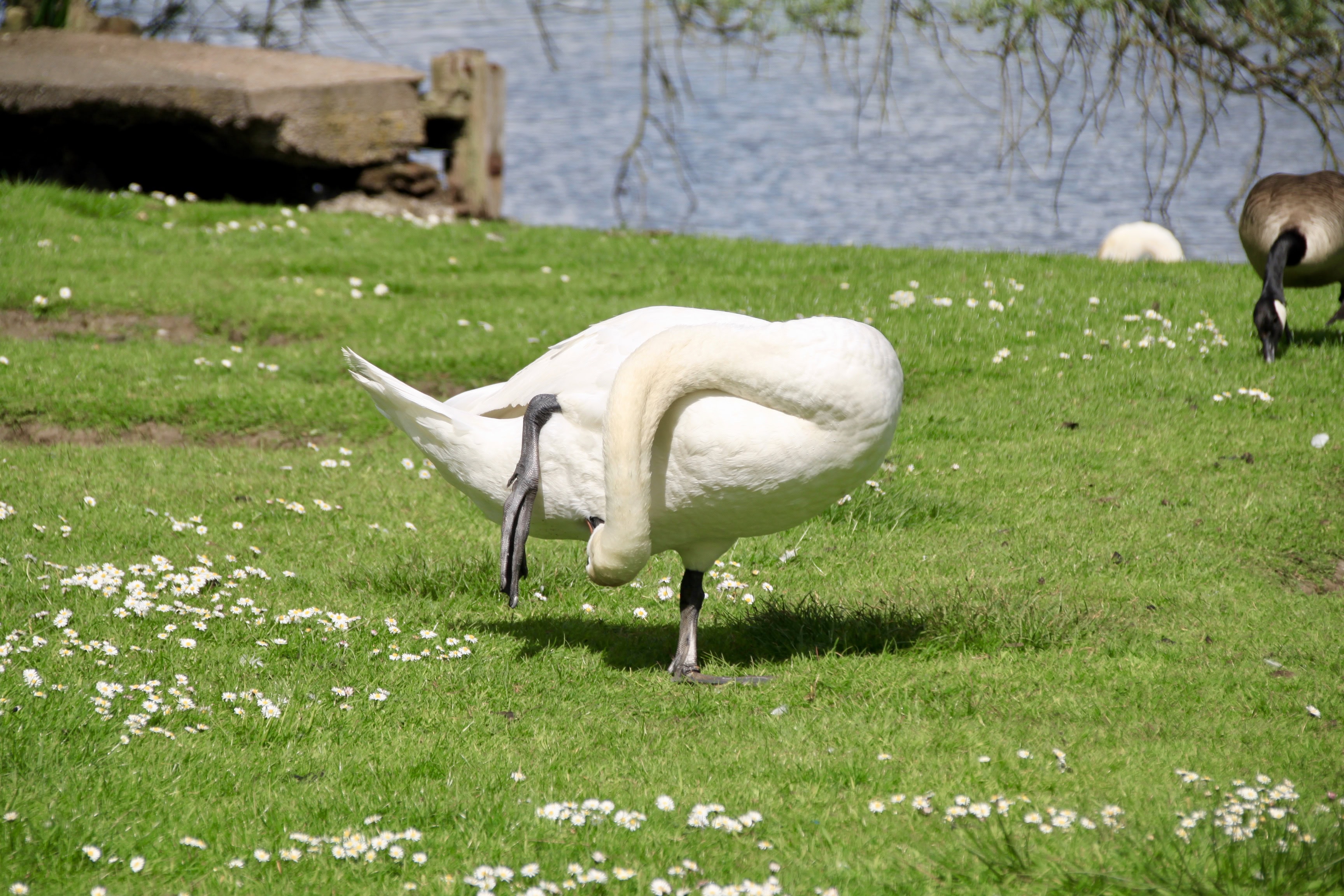 Hey, What’s That Tickling my Undercarriage?