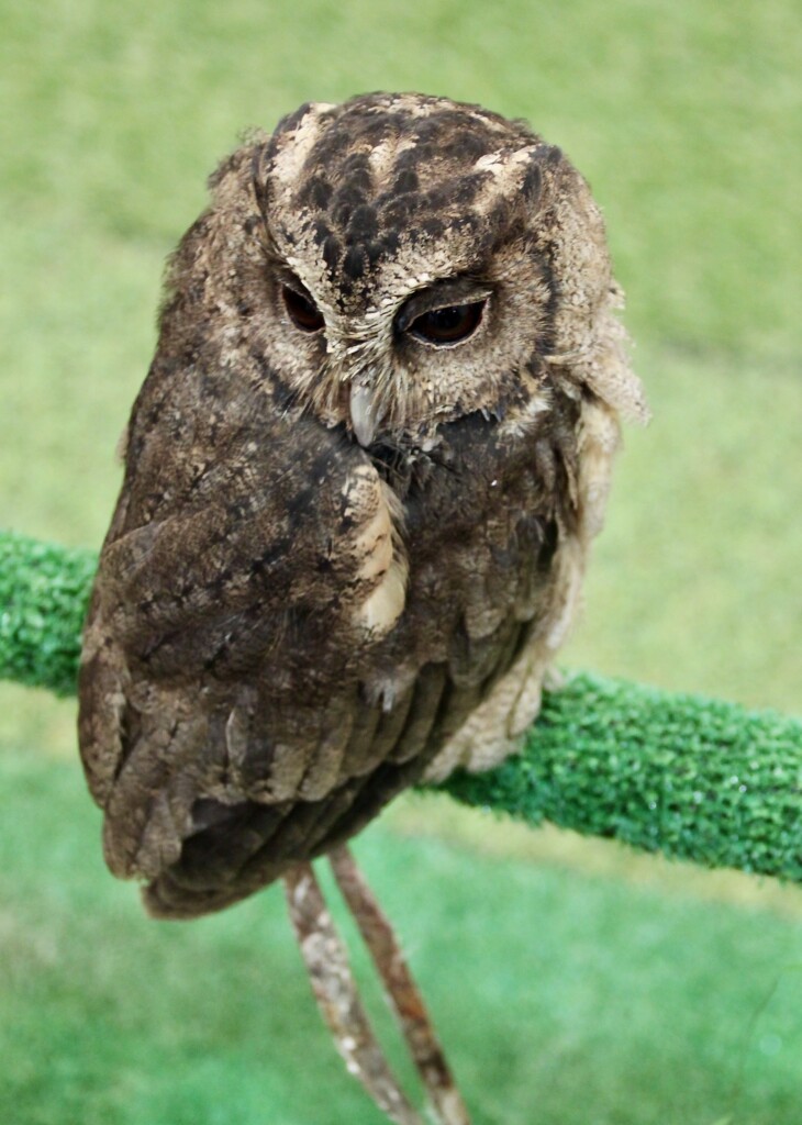 Screech Owl