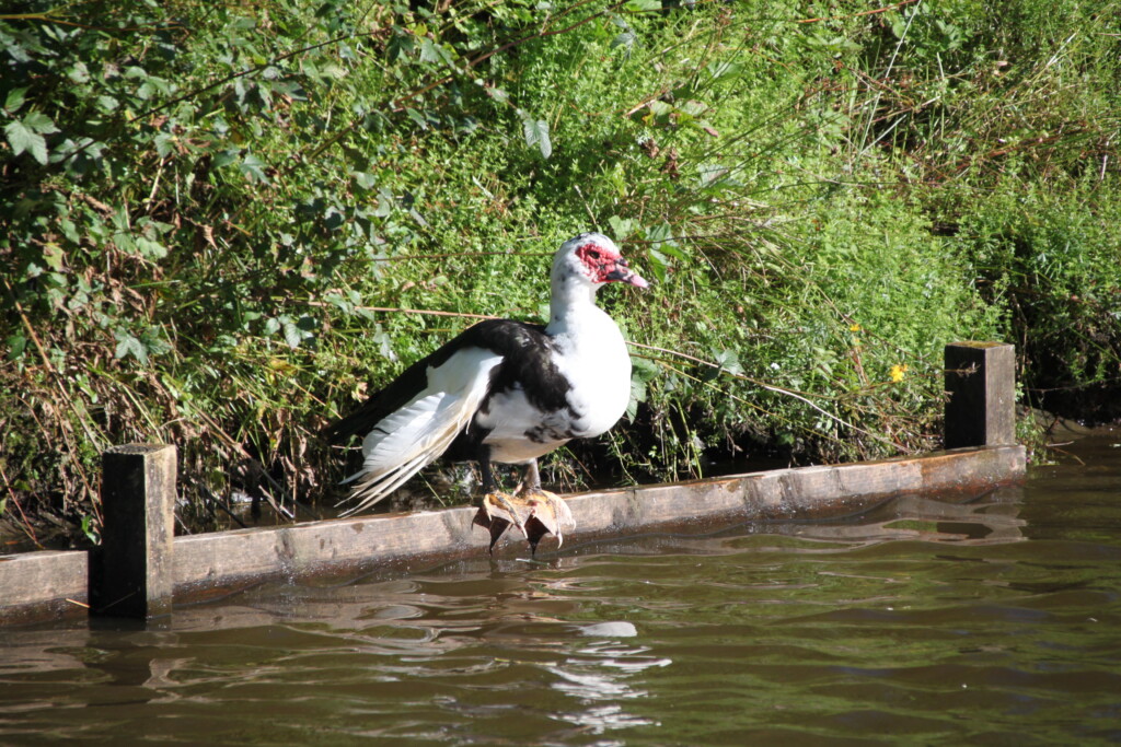 Muscovy Duck