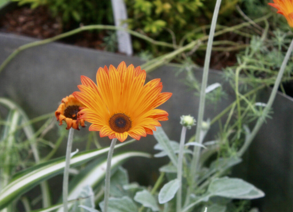 Orange Gerbera