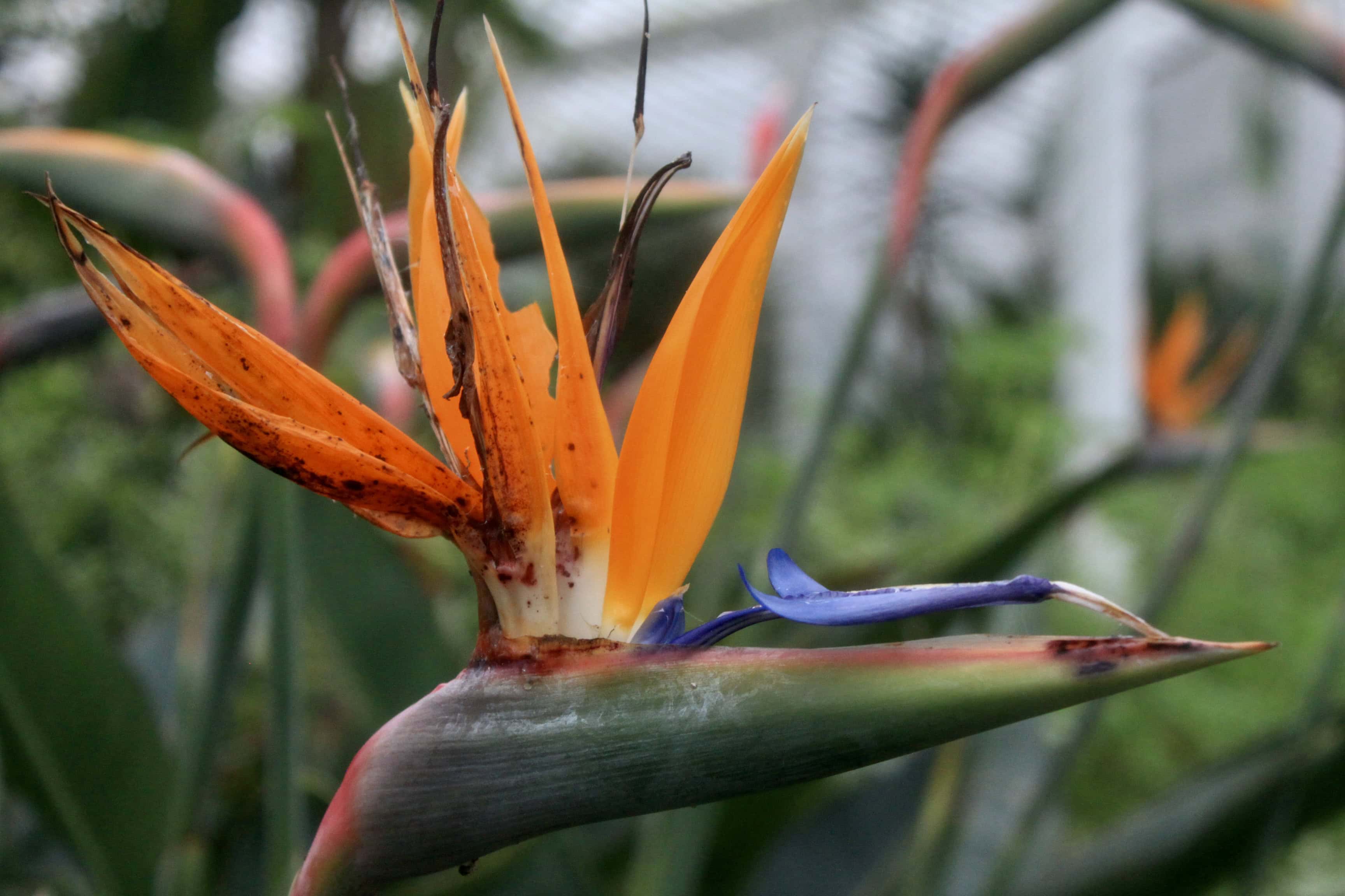 Bird of Paradise — FOTD Oct 25