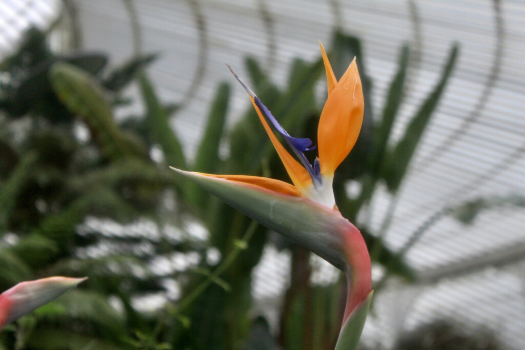 Bird of paradise