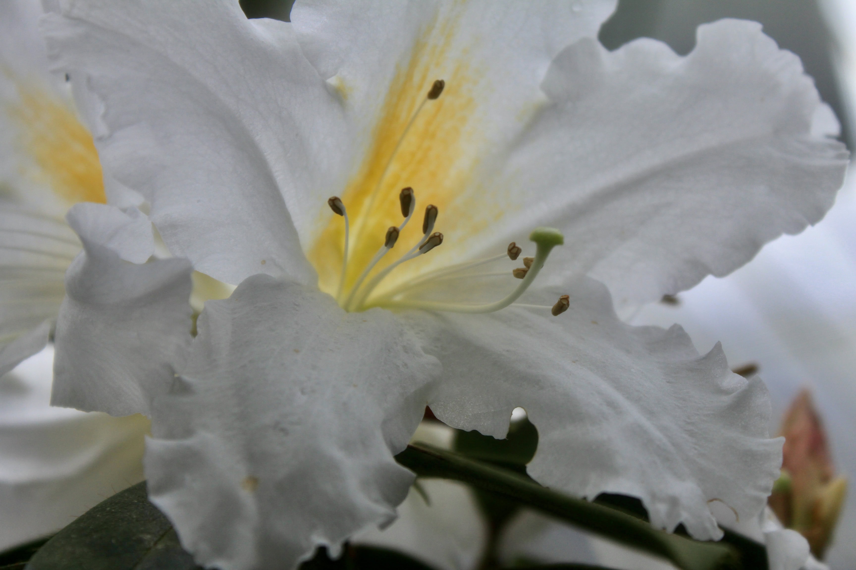White Azaleas — FOTD Oct 30