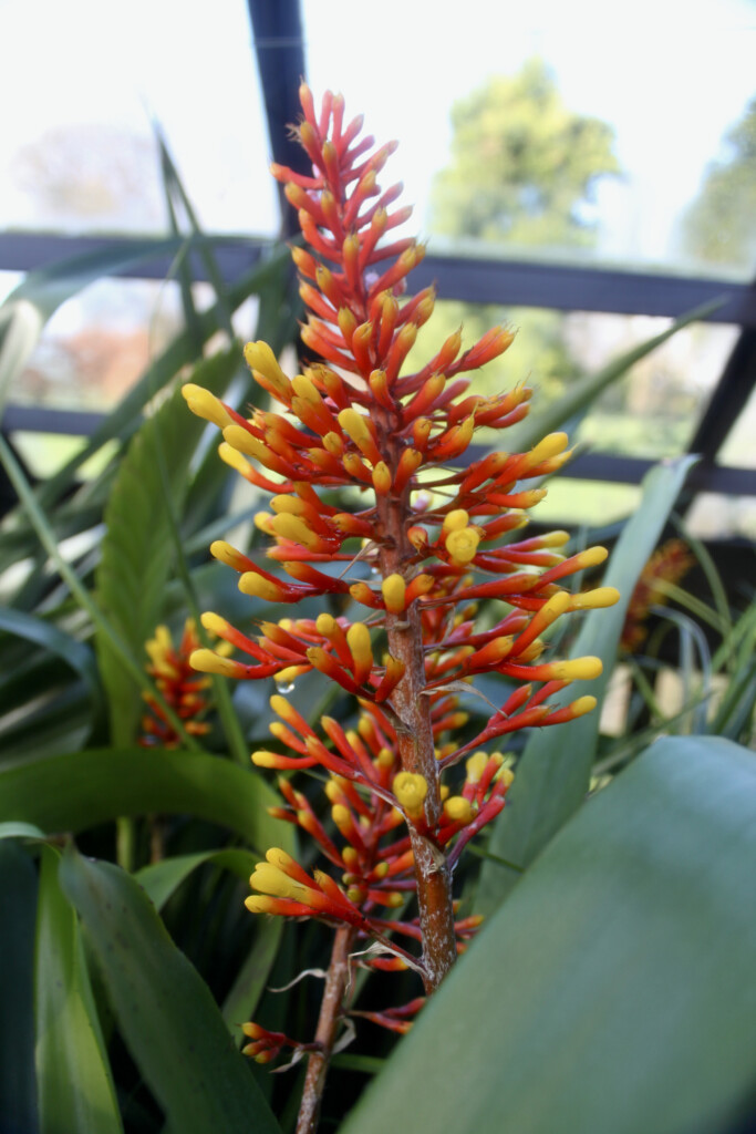 Tropical plant