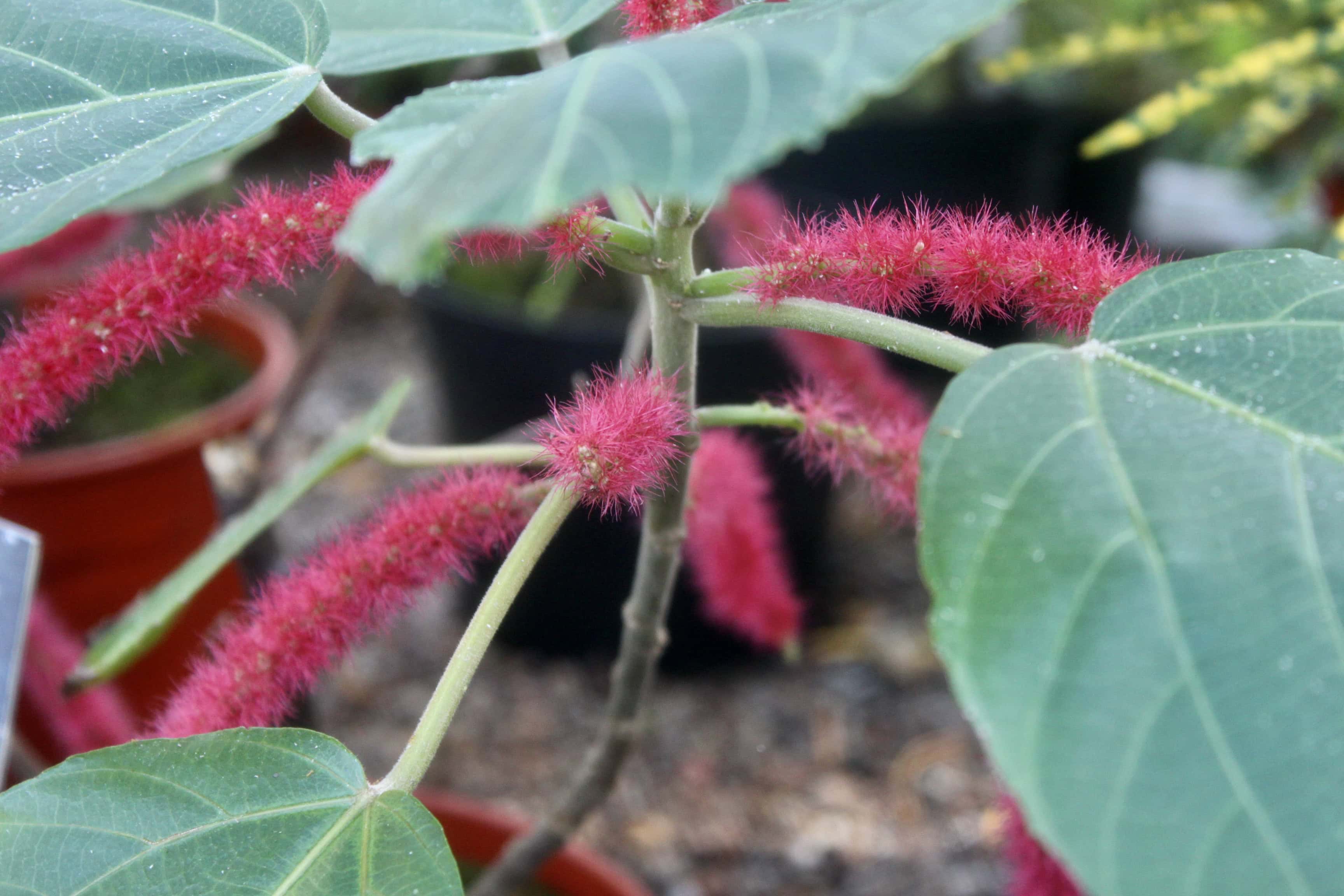 Red Hot Cat Tails — FOTD Nov 05