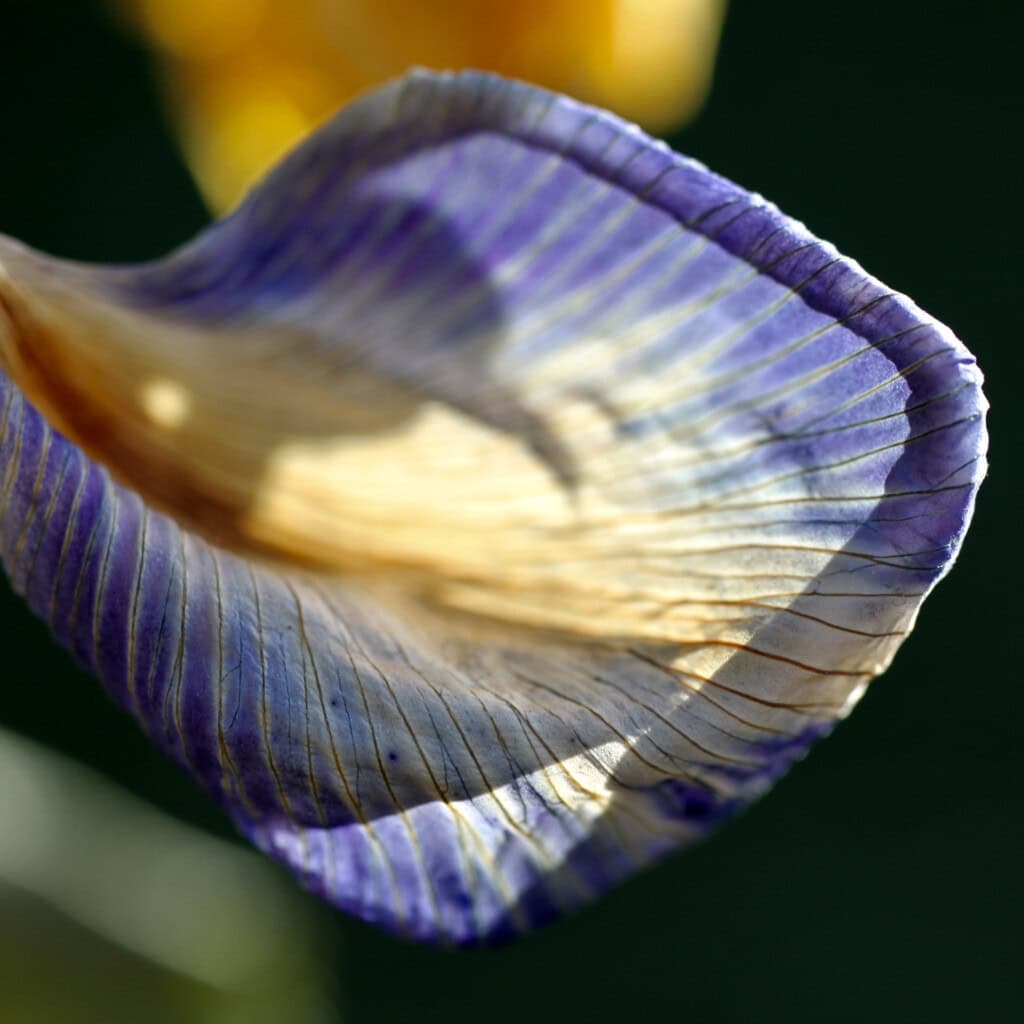 Dried irises