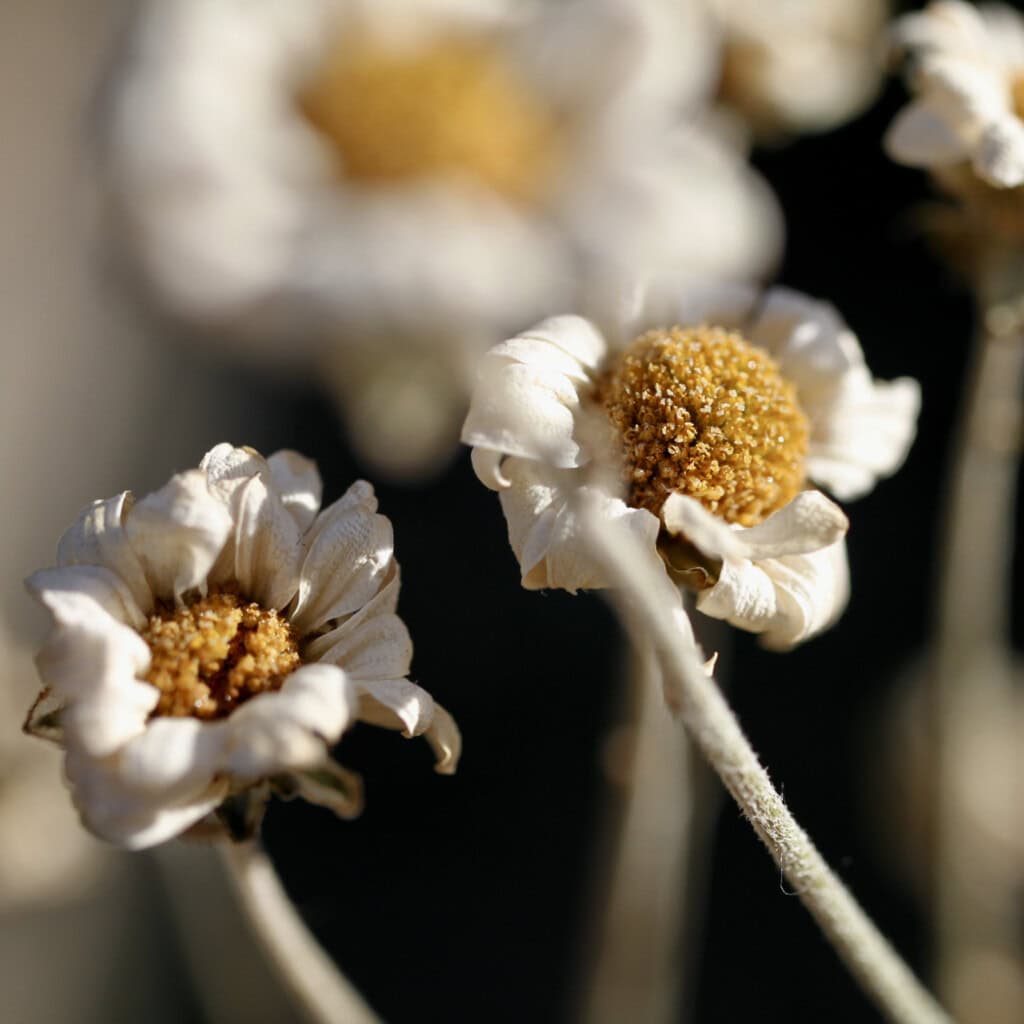 Dried chrysanths
