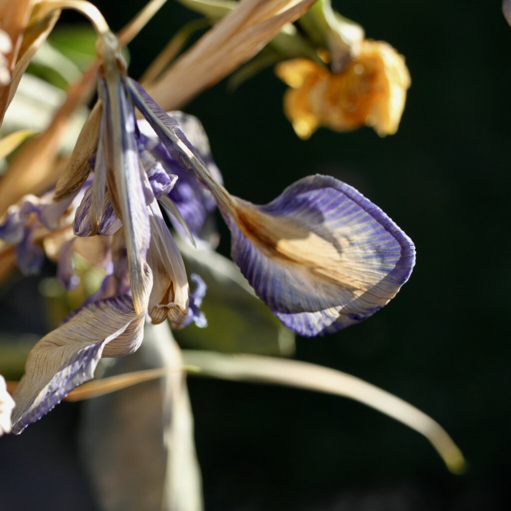 Dried irises