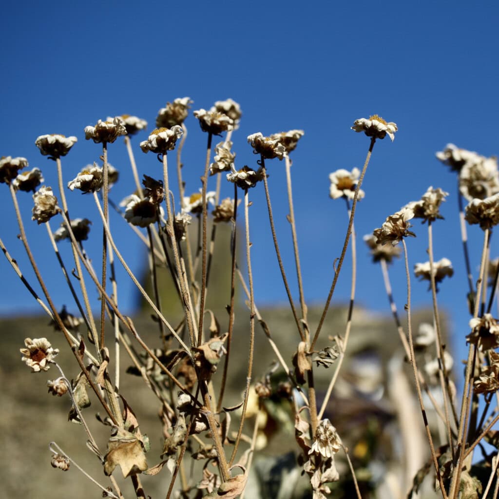 Dried chrysanths