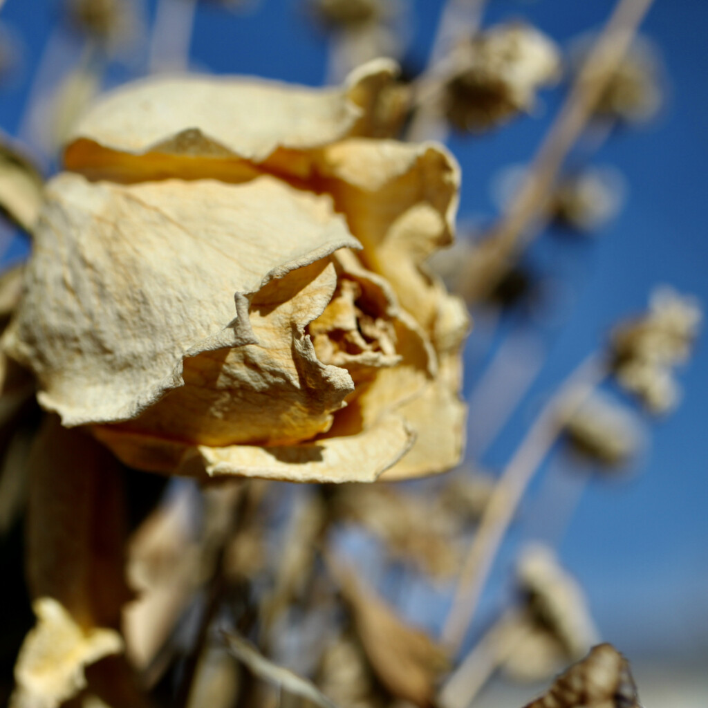 Dried rose