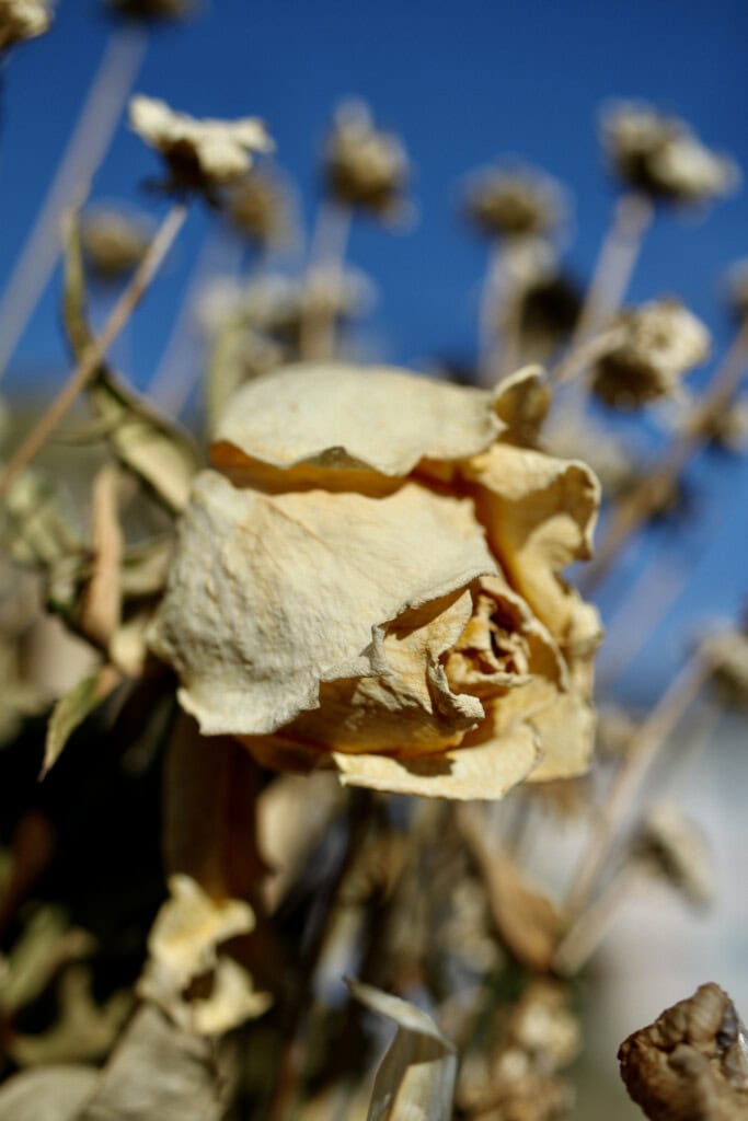 Dried rose