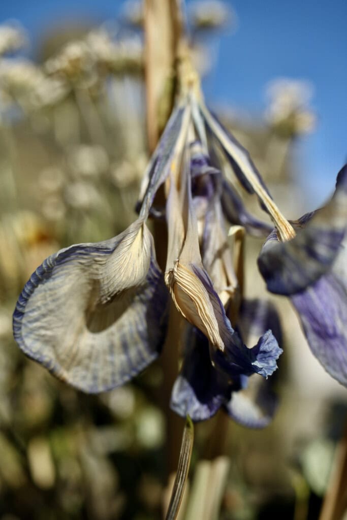 Dried irises