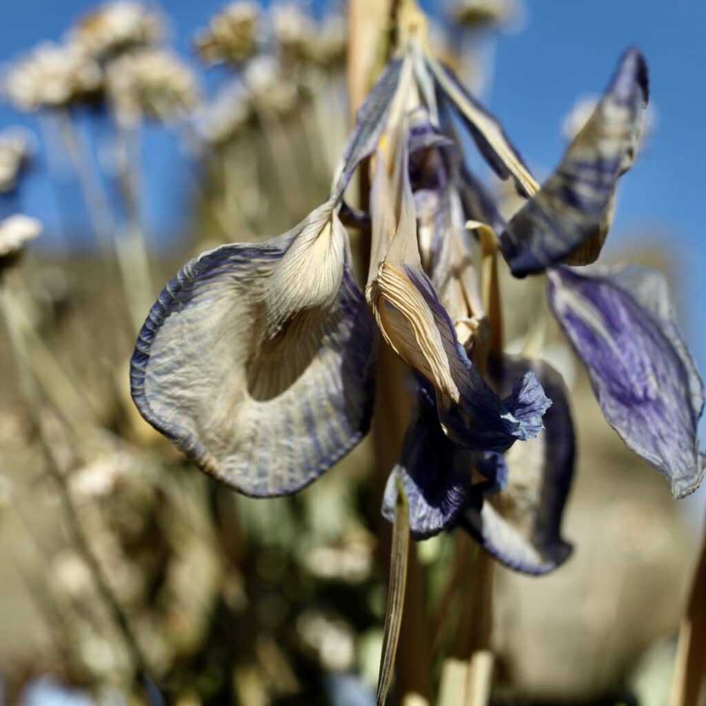 Dried irises