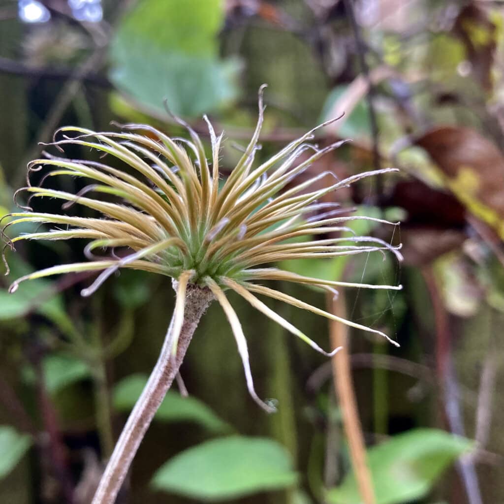 Old clematis head