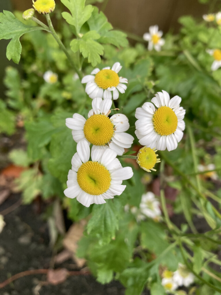 Asters