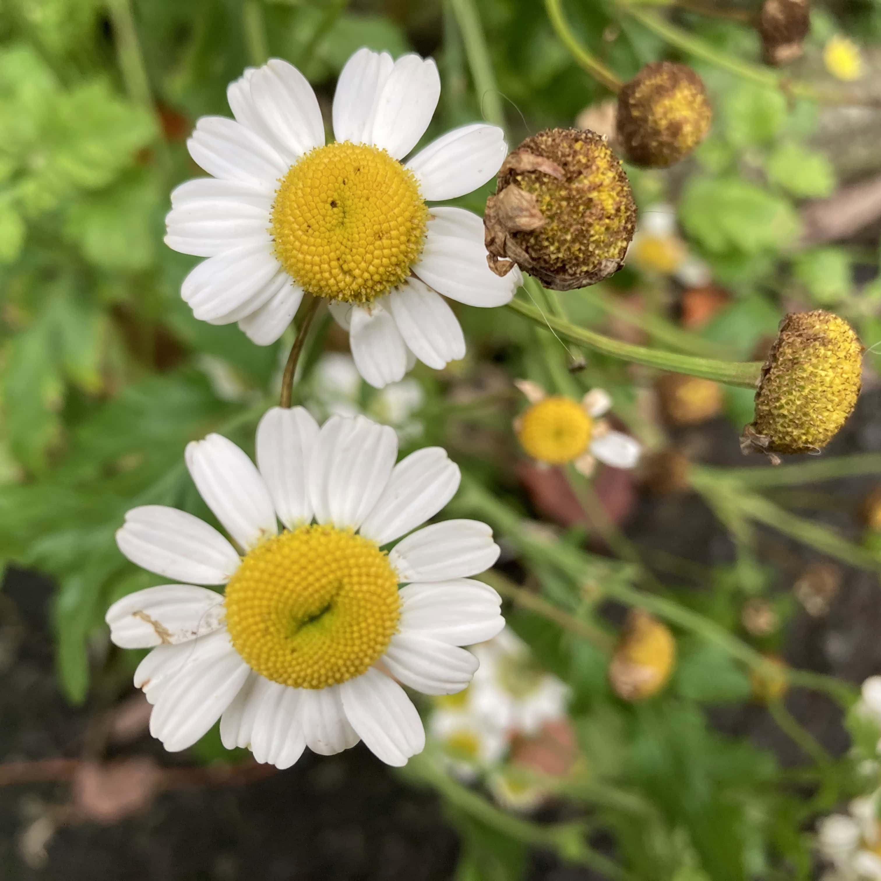 Asters — FOTD Nov 16