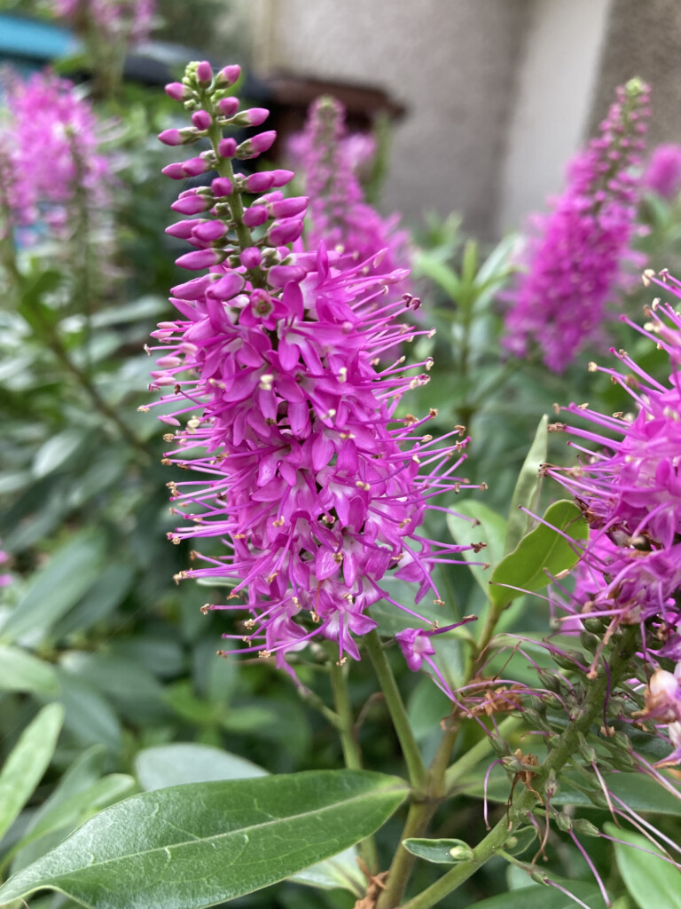 Pink hebe