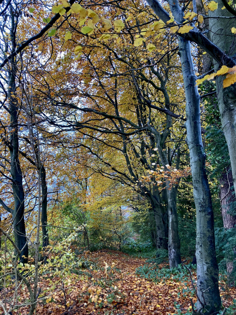 A Leafy trail through the trees