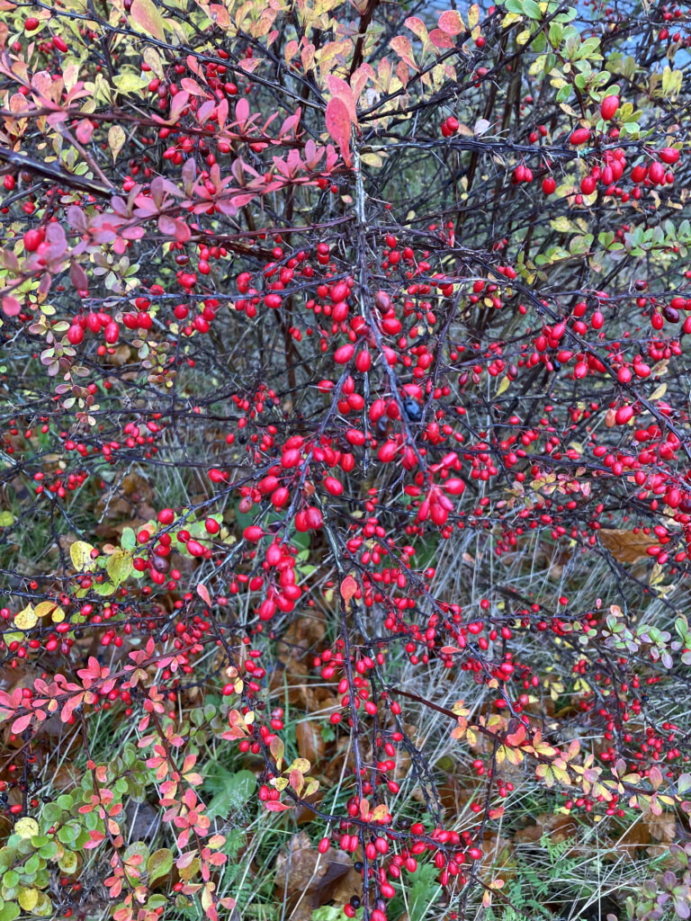Red berries