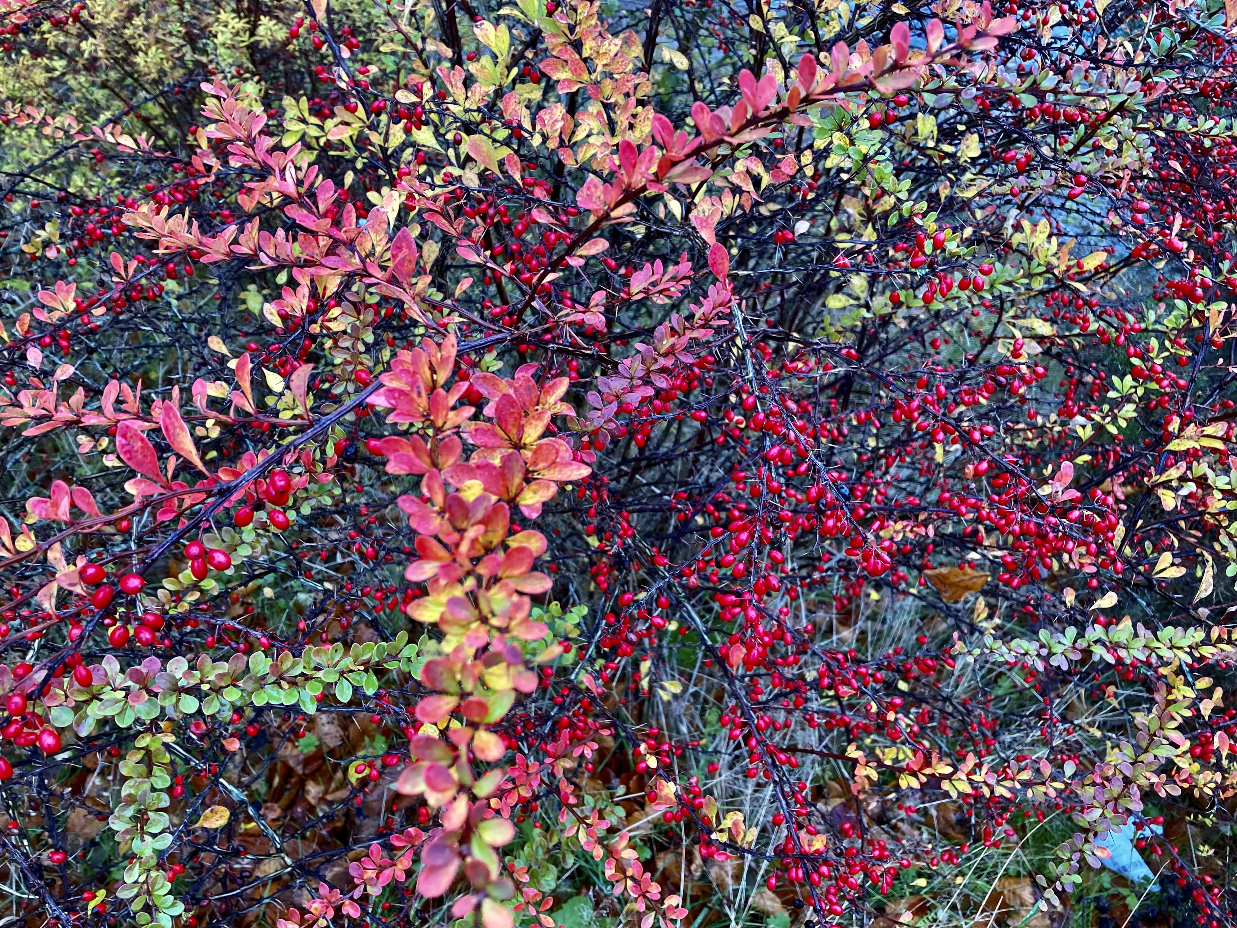 Red Berries — FOTD Nov 20