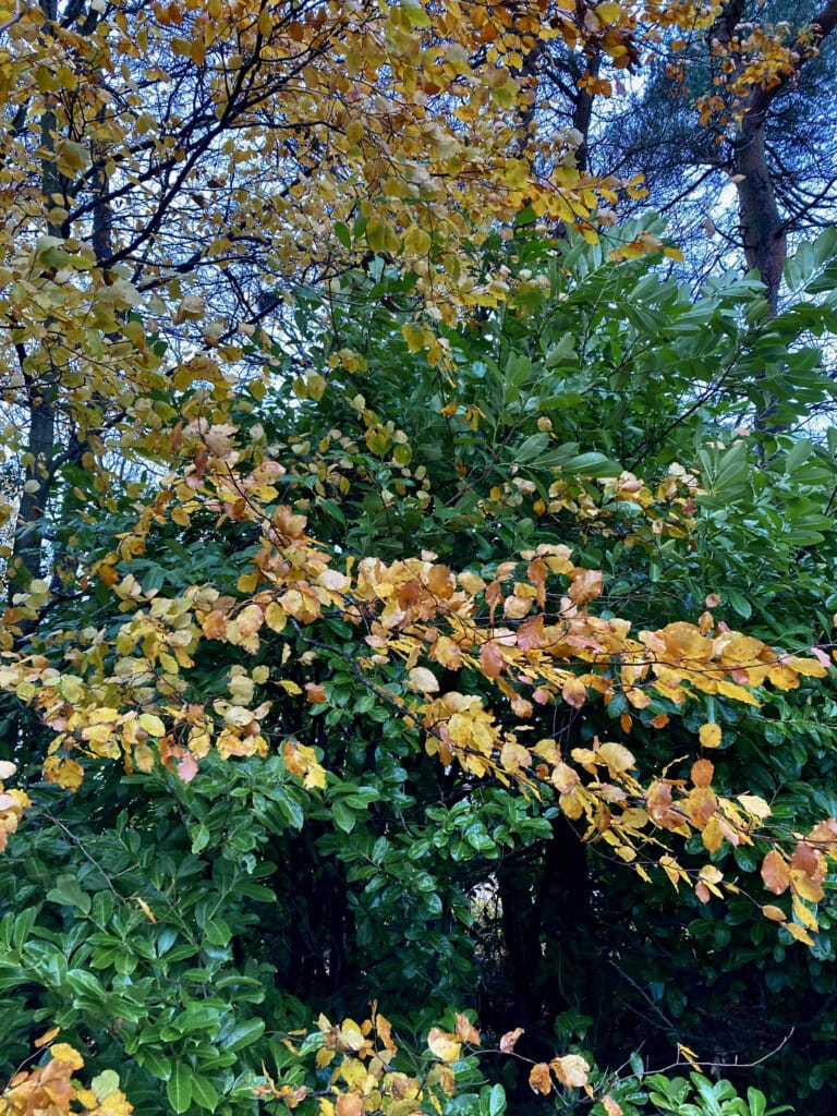Autumn foliage