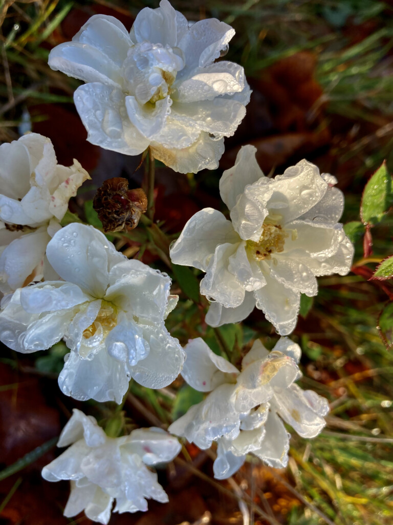 Wild Roses