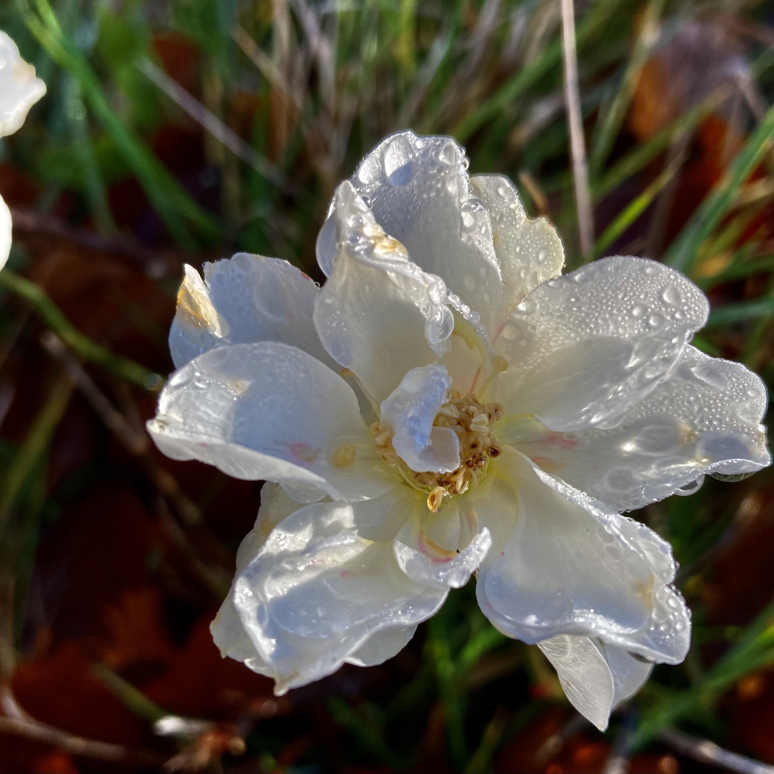Dew Covered Wild Rose — FOTD Nov 15