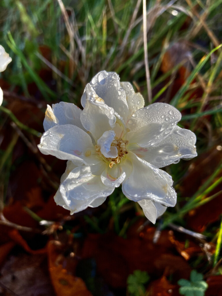 Dew covered wild rose