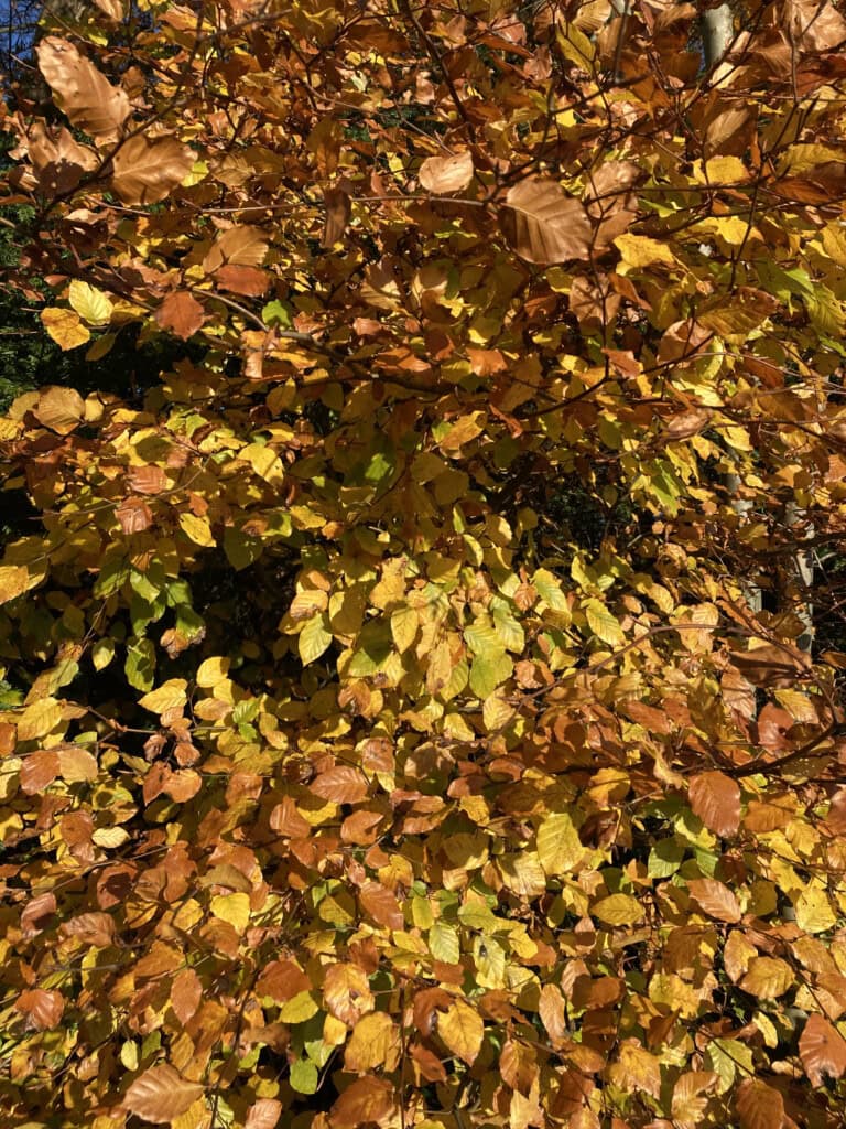 Autumn Leafs