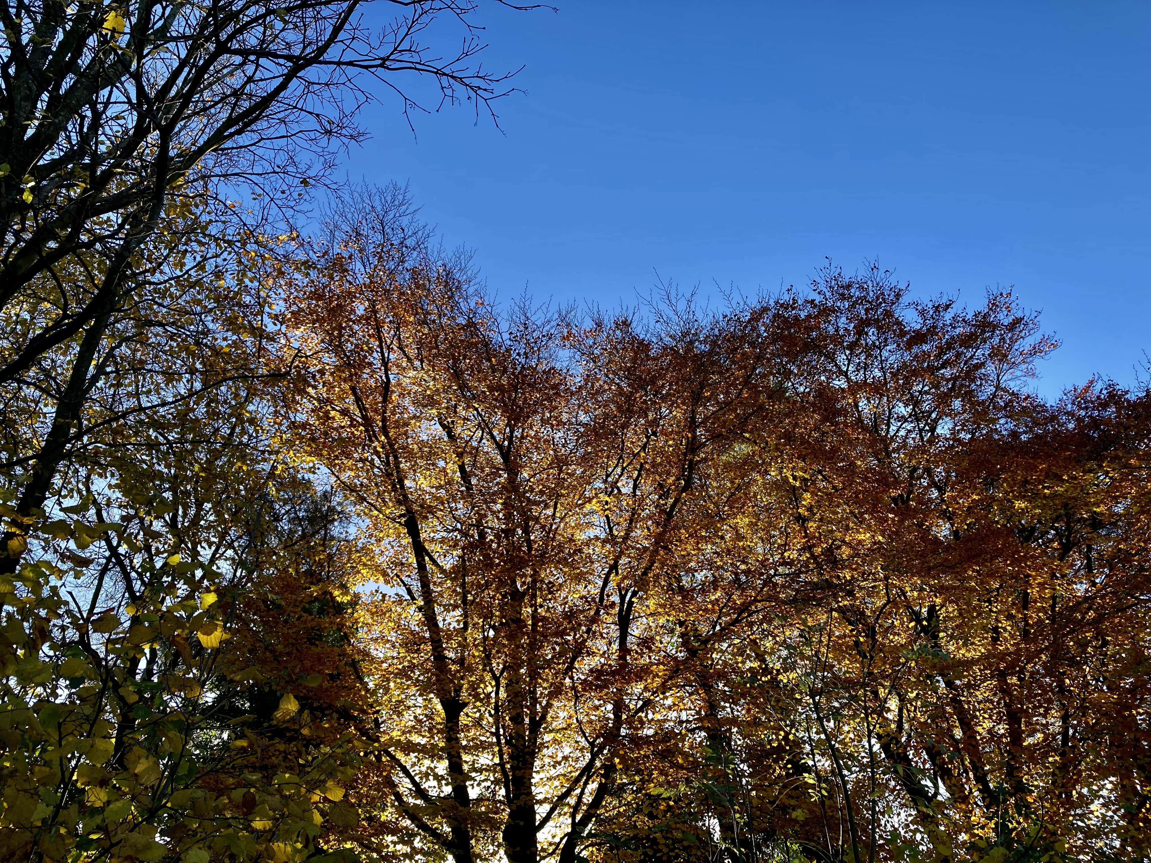 Blue Sky Above — Weekend Sky #48 and CMMC