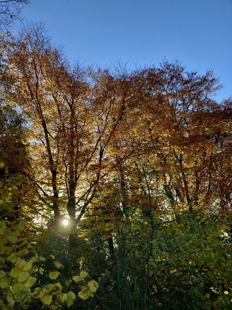 Sun peeping through autumn trees
