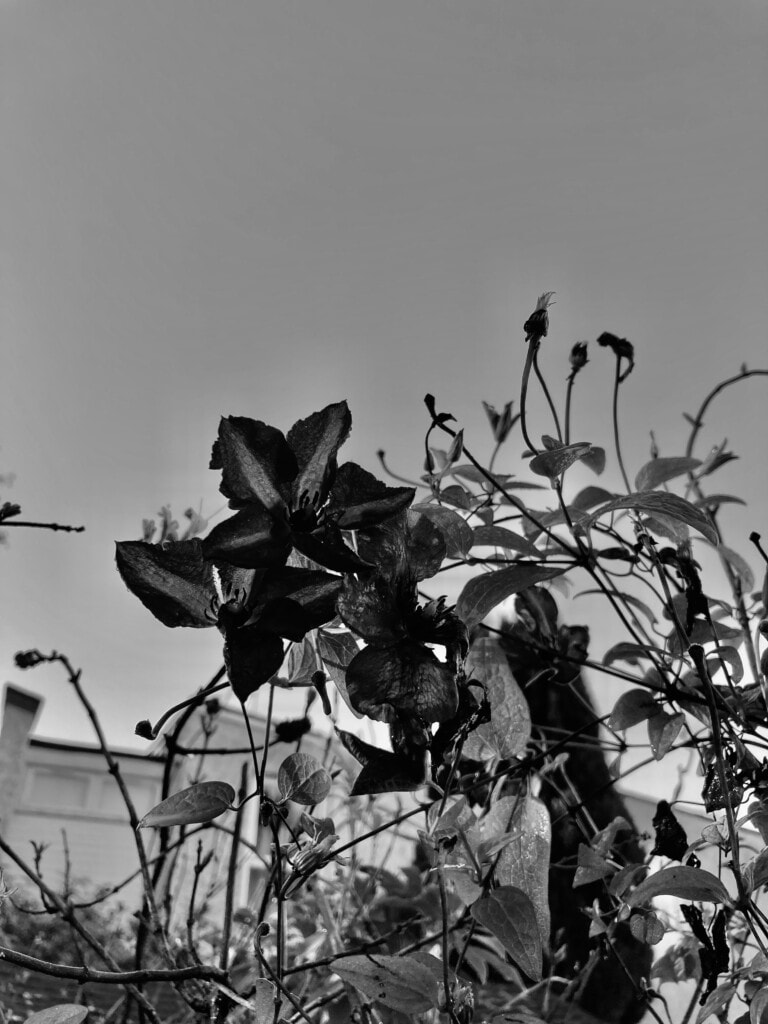 Clematis