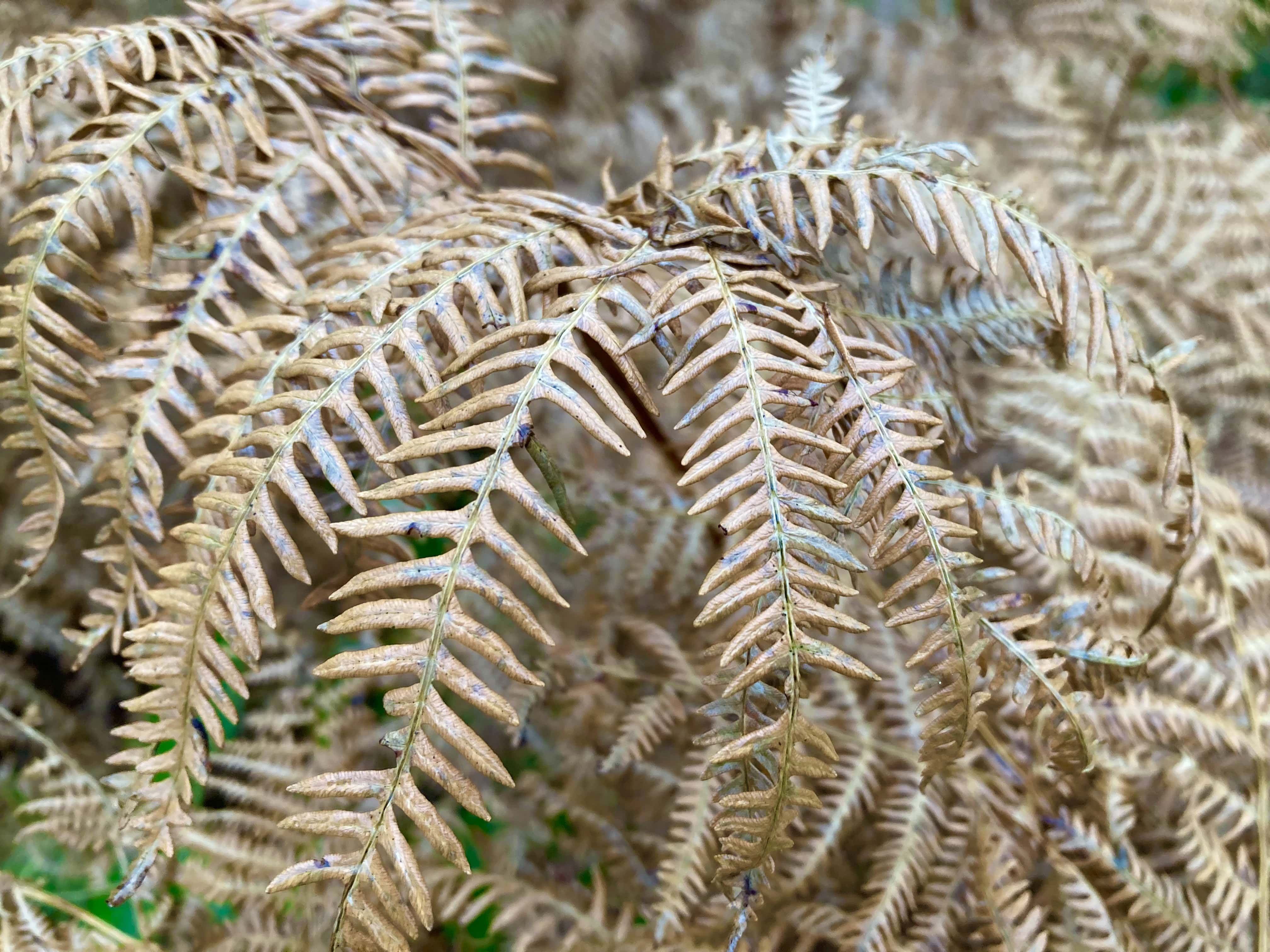 Ferns — Macro Monday Nov 22