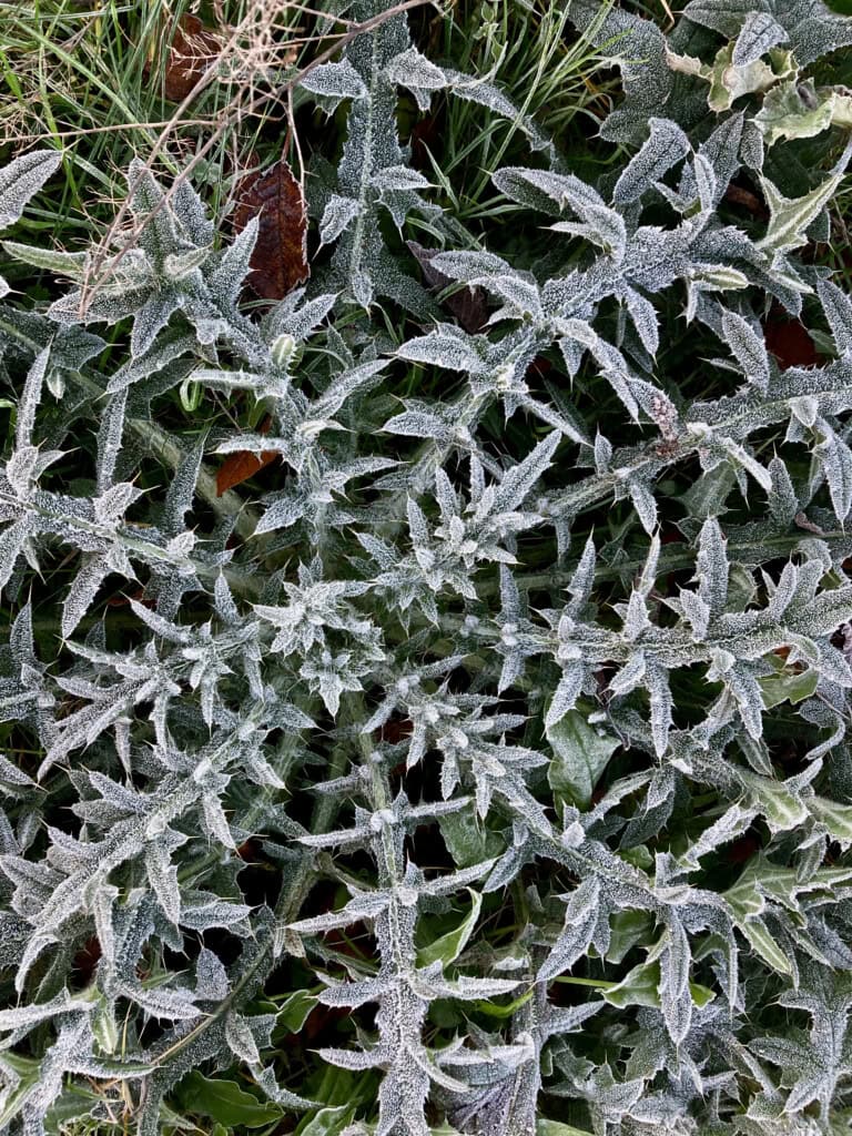 Frosty thistle leafs