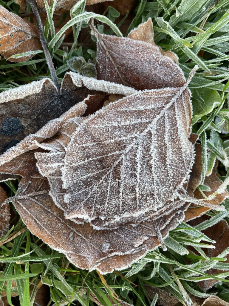 Frosty leafs