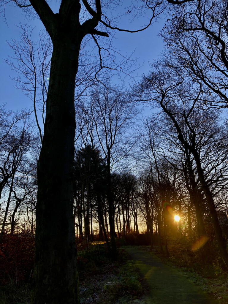 Low sun through the trees