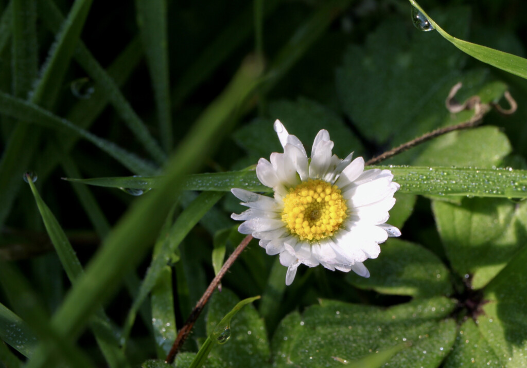 Daisy