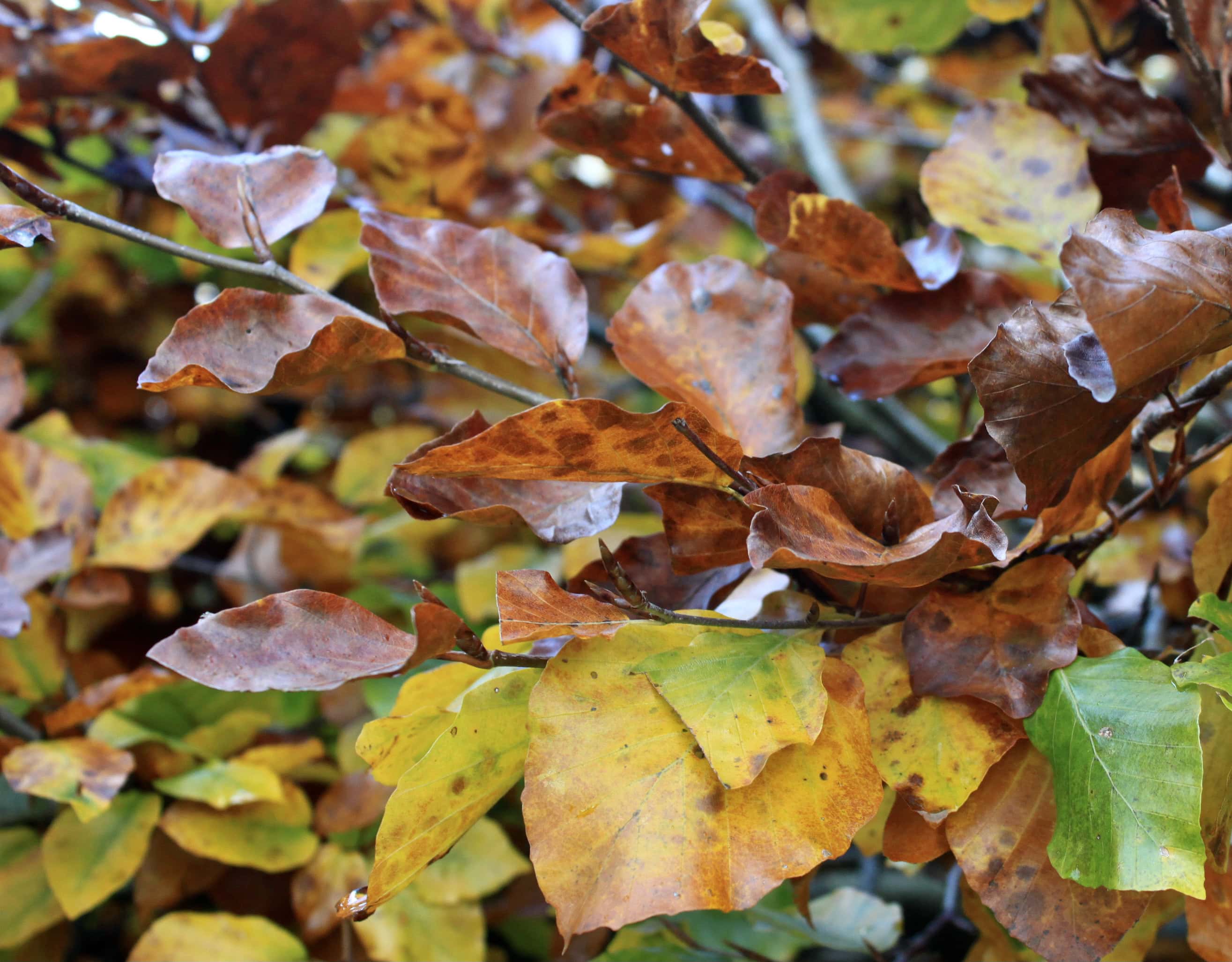 Autumn Leafs — FOTD Nov 11