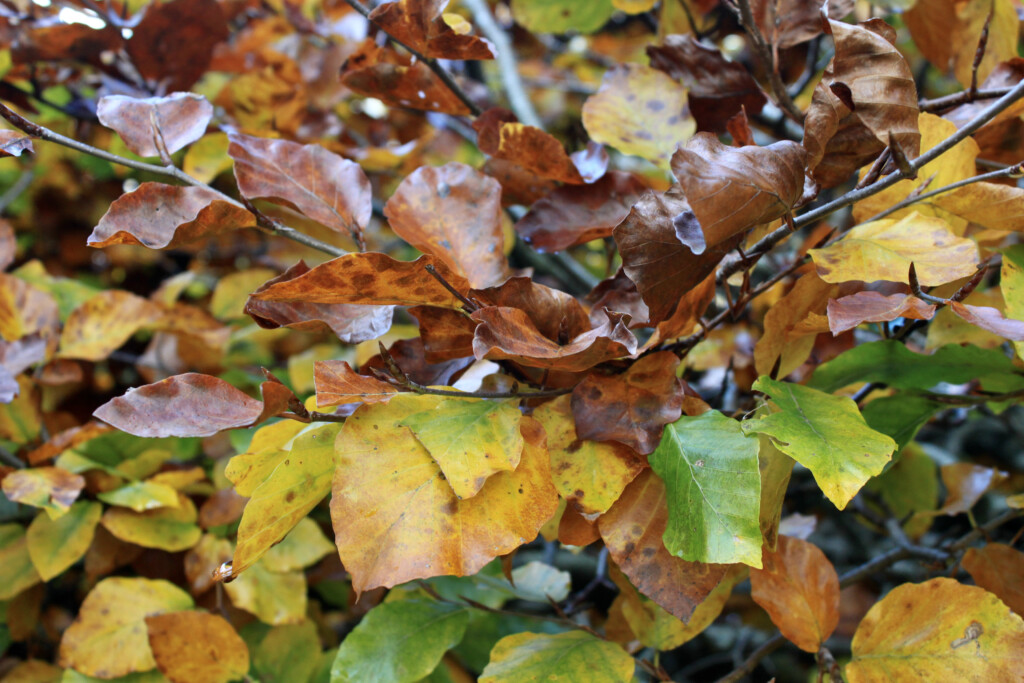 Hedge leafs