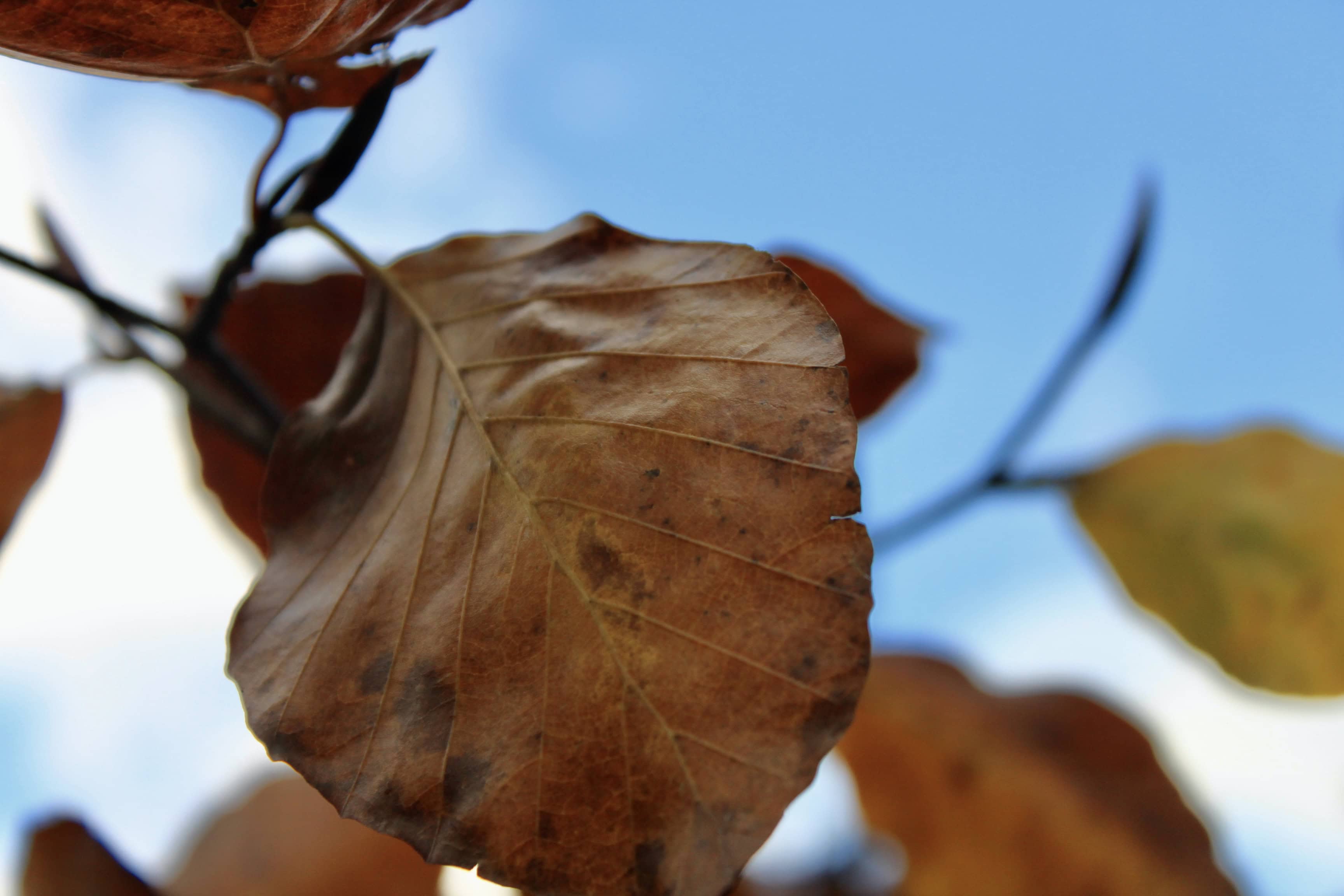 Autumn Leafs — Macro Monday Nov 29